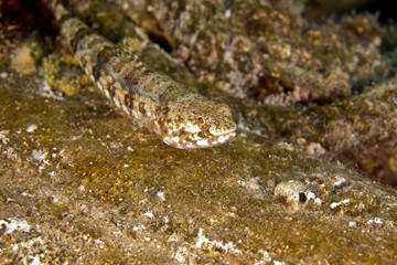 reef lizardfish (synodus variegatus)