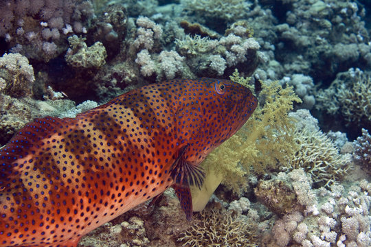Red sea coralgrouper (Plectropomus pessuliferus)