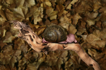 Infant Fantasy Portrait: Snail Baby