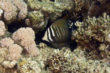 Fototapeta na wymiar sailfin tang (zebrasoma desjardinii)