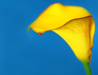 Fototapeta na wymiar Red Lady Bug on a Yellow Lilly on Blue Background