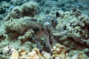 reef octopus (octopus cyaneus)