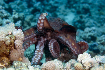 reef octopus (octopus cyaneus)