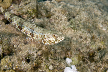 reef lizardfish (synodus variegatus)