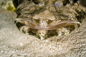 indean ocean crocodilefish (papilloculiceps longiceps)