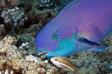 Fototapeta na wymiar parrotfish