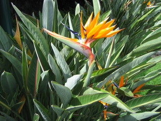 bird of paradise