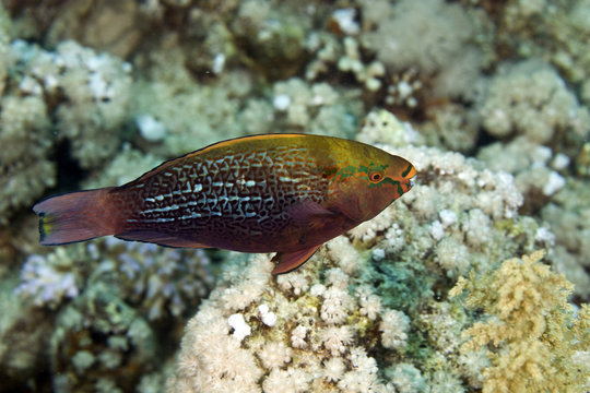 dusky parrotfish (scarus niger)