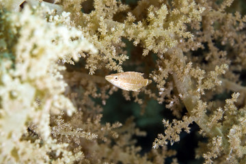 mental wrasse (oxycheilinus mentalis)