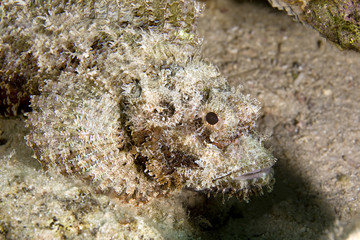 bearded scorpionfish (scorpaenopsis barbatus)
