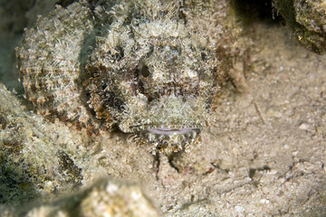 bearded scorpionfish (scorpaenopsis barbatus)
