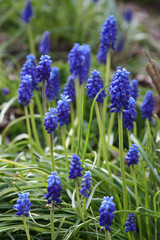 Obraz premium Perlhyazinthe