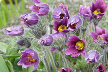 background of pasque-flower at spring time