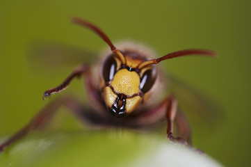 mandibles
