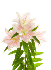 Lily flower over white background