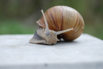 Weinbergschnecke