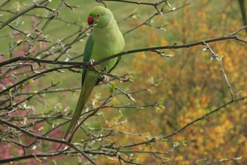 rose-ringed parakeet