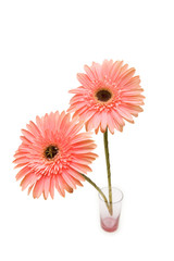 Gerber daisy isolated on the white background