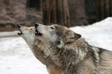 Afwasbaar Fotobehang Wolf Wolves howl