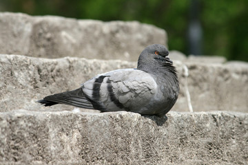 pigeon