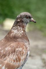 pigeon details