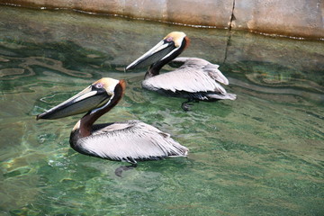 pelicans couple