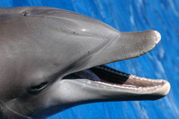 Fototapeta premium fish mouth