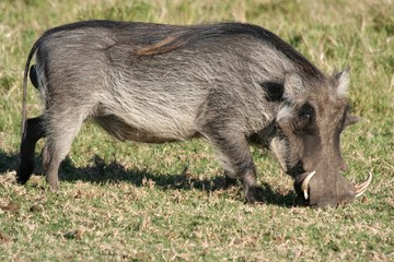 Male Warthog