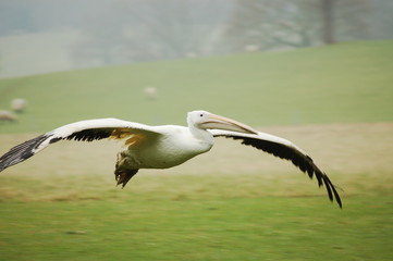 pelican