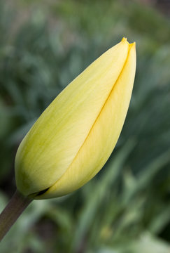 Close up on tulip bud