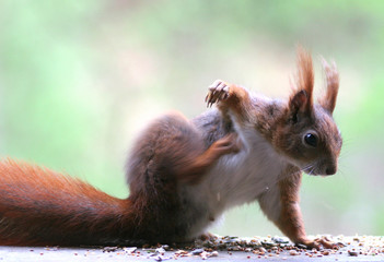 Eichhörnchen kratzt