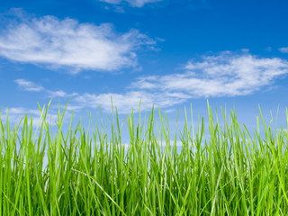 Grass and blue sky