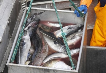 Fish