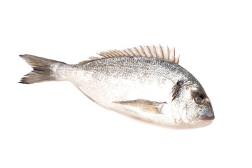 fresh dorado fish isolated on white background
