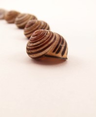 Line of Striped Snail Shells