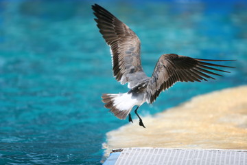 BIRD FLYING