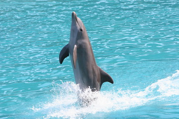 Fototapeta premium walking dolphin