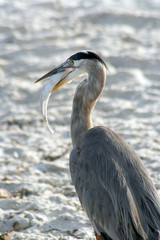 Gray Heron