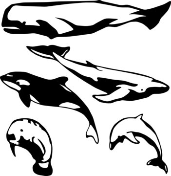 5 stylized vector illustrations of marine mammals