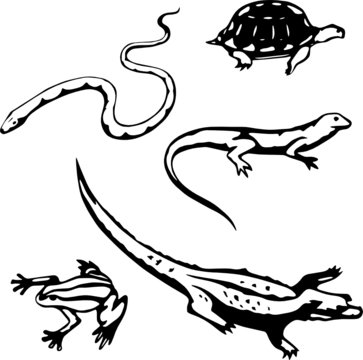 Five stylized, vector illustrations of reptiles and amphibians