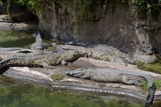 Crocodiles Resting