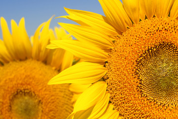 Closeup of a Sunflower