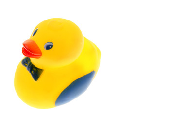 Rubber duck on white background