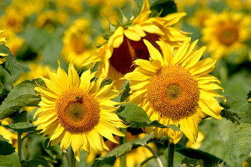 Fototapeta premium Field of sunflowers