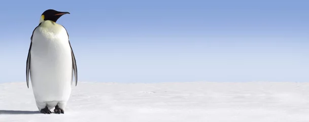 Plexiglas foto achterwand Pinguïn Panorama © Jan Will