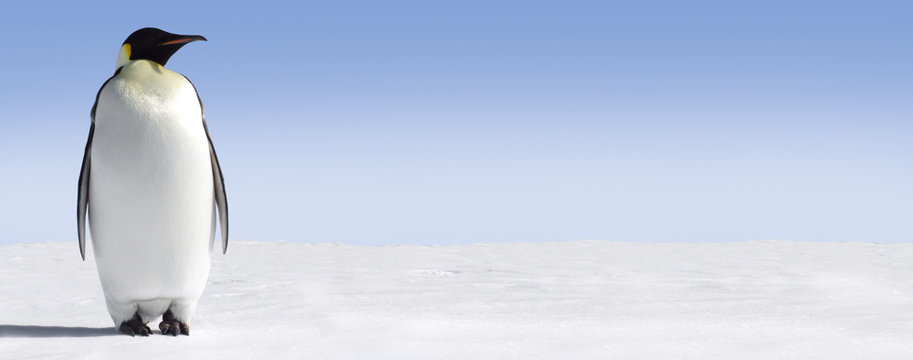 Penguin Panorma