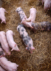 Pigs in a pigpen