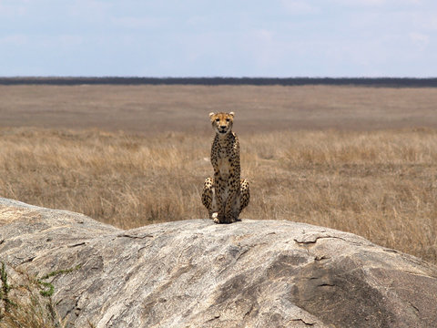 Guepardo en Serengeti - Tanzania