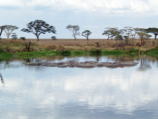Naklejka premium Hipopotamos en Serengeti - Tanzania