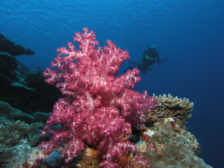 Naklejka na ściany i meble Miękkich korali
